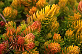 Attēlu rezultāti vaicājumam “Sedum rupestre”