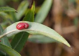 Attēlu rezultāti vaicājumam “Pontania proxima”