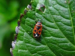 Attēlu rezultāti vaicājumam “Lygaeidae”