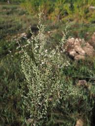 Image result for Artemisia gmelinii
