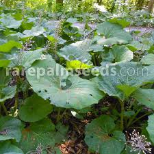 Attēlu rezultāti vaicājumam “Petasites hybridus leaf”