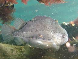 Image result for Cyclopterus lumpus