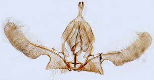Attēlu rezultāti vaicājumam “Ancylis laetana”