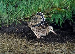 Attēlu rezultāti vaicājumam “Scolopax rusticola juvenile”
