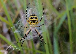 Attēlu rezultāti vaicājumam “Argiope bruennichi female”