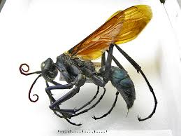 Attēlu rezultāti vaicājumam “Pompilidae”