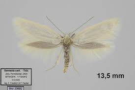 Attēlu rezultāti vaicājumam “Elachista argentella”