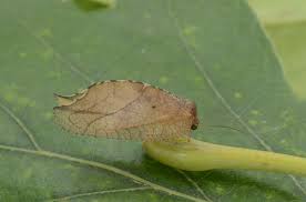 Attēlu rezultāti vaicājumam “Drepanepteryx phalaenoides”