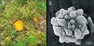 Attēlu rezultāti vaicājumam “Pleuridium subulatum”