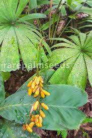 Attēlu rezultāti vaicājumam “Licea pusilla macro”