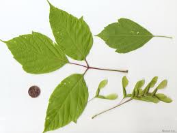 Attēlu rezultāti vaicājumam “Acer negundo leaf”