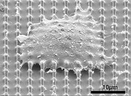Attēlu rezultāti vaicājumam “Nardia scalaris cells”