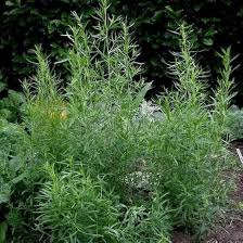 Image result for Artemisia dracunculus