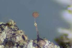 Attēlu rezultāti vaicājumam “Clastoderma debaryanum spores”