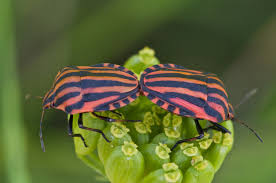 Attēlu rezultāti vaicājumam “Graphosoma lineatum imago”
