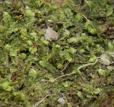 Attēlu rezultāti vaicājumam “Jungermannia hyalina”