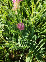 Attēlu rezultāti vaicājumam “Onobrychis arenaria leaf”