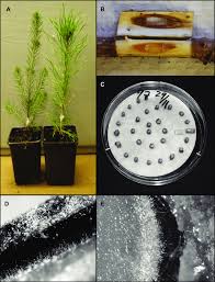 Attēlu rezultāti vaicājumam “Heterobasidion annosum”