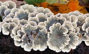 Attēlu rezultāti vaicājumam “Plicaturopsis crispa”