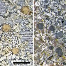 Attēlu rezultāti vaicājumam “Cliostomum corrugatum”