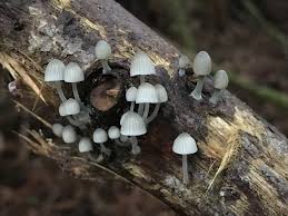 Attēlu rezultāti vaicājumam “Mycena abramsii”