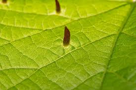 Attēlu rezultāti vaicājumam “Eriophyes tiliae”