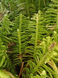 Attēlu rezultāti vaicājumam “Ptilium crista-castrensis”