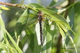 Attēlu rezultāti vaicājumam “Brachytron pratense”
