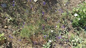 Attēlu rezultāti vaicājumam “Consolida regalis fruit”