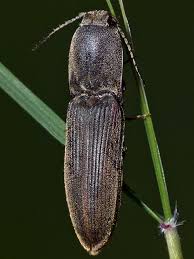 Attēlu rezultāti vaicājumam “Elateridae”