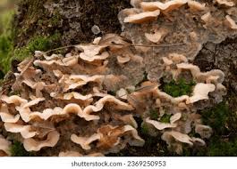 Attēlu rezultāti vaicājumam “Phlebiopsis gigantea”