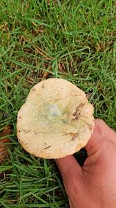 Attēlu rezultāti vaicājumam “Lactarius deterrimus”