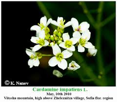 Attēlu rezultāti vaicājumam “Cardamine impatiens flower”