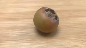 Attēlu rezultāti vaicājumam “Mespilus germanica fruit”