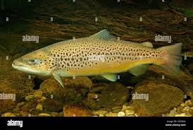 Image result for Salmo trutta
