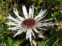 Image result for Silberdistel