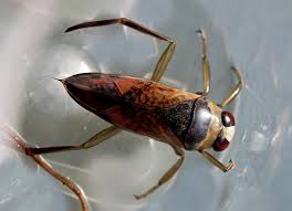 Attēlu rezultāti vaicājumam “Notonecta glauca”