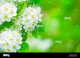 Attēlu rezultāti vaicājumam “Spiraea chamaedryfolia flower”