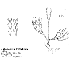 Attēlu rezultāti vaicājumam “Diphasiastrum tristachyum”