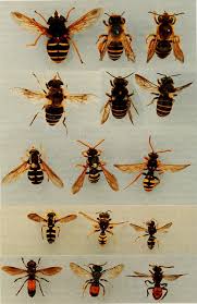 Attēlu rezultāti vaicājumam “Xanthogramma sp. male”