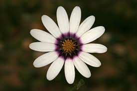 Image result for Dimorphotheca pluvialis