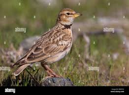 Image result for Melanocorypha bimaculata