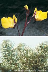 Attēlu rezultāti vaicājumam “Utricularia vulgaris flower”