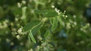 Attēlu rezultāti vaicājumam “Salix triandra fruit”