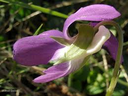 Attēlu rezultāti vaicājumam “Viola rupestris”