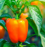 Afbeeldingsresultaat voor orange sun sweet pepper