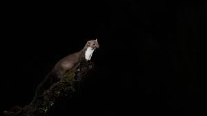 Attēlu rezultāti vaicājumam “Martes foina”