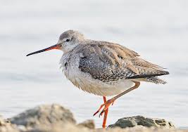 Image result for Tringa erythropus