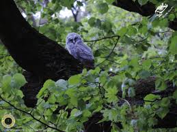 Attēlu rezultāti vaicājumam “Strix aluco juvenile”