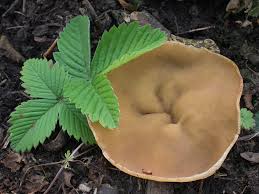 Attēlu rezultāti vaicājumam “Disciotis venosa”